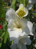 gladiola