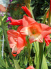 gladiola