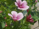 malope
