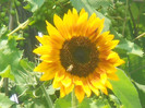floarea soarelui