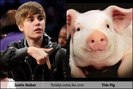 justin-beiber-totally-looks-like-this-pig