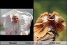 the-pope-totally-looks-like-a-frilled-lizard