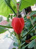 hibiscus malvaviscus rouge