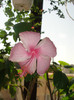 hibiscus dainty pink