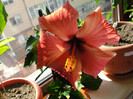 hibiscus somon simplu, corinap