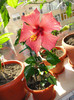 hibiscus somon simplu