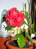 hibiscus dianthoides
