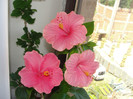 hibiscus siclam simplu, como