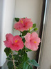 hibiscus como