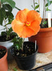 hibiscus corai, corinap