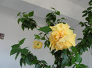hibiscus cais batut