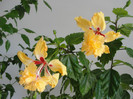 hibiscus el capitolio sport of sport, corinap