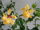 hibiscus el capitolio sport of sport