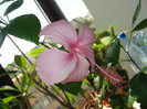 hibiscus dainty pink