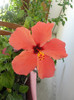 hibiscus cairo corai, corinap