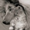 poze_catel-si-pisica_031-150x150