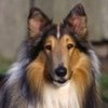 wallpaper_caini_collie-150x150