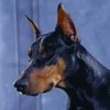 wallpaper_catei_doberman-150x150