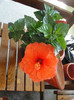 hibiscus portocaliu gofrat-ankara?