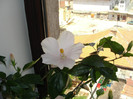 hibiscus alb simplu, san remo