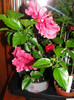 hibiscus siclam batut