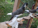 SANY0065