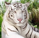 tigru  alb