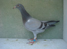 licitatie petre petre 435 eur