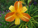 Hemerocallis Frans Hals (2011, July 14)