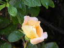 Rosemary Harkness