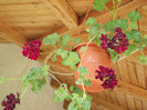 muscata curgatoare