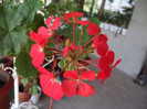 muscata