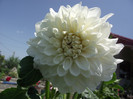 dalia alba