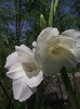 gladiola alba