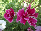 azalee de gradina