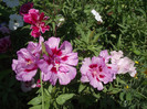 azalee de gradina