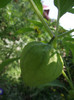 DSCF4246