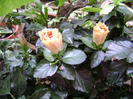 DSC07095