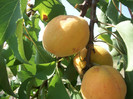 rezultate 2011 040