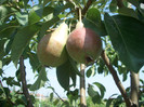 rezultate 2011 035