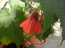 Abutilon