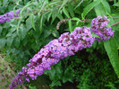 Buddleja davidii Purple (2011, Jul.03)