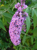 Buddleja davidii Purple (2011, Jul.10)