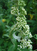 Buddleja davidii White Ball, 01jul2011