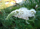 Buddleja davidii White Ball, 14jul2011