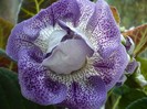 Koketka blue