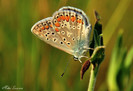 polyommatus icarus