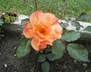 Fotografii-0021t