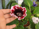 Denumire latina: sinningia=gloxinia