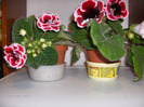 Denumire latina: sinningia=gloxinia